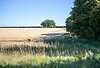 Cowdray Cottages