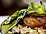 Holiday Inn Reading - Caprice Restaurant & Terrace restaurant